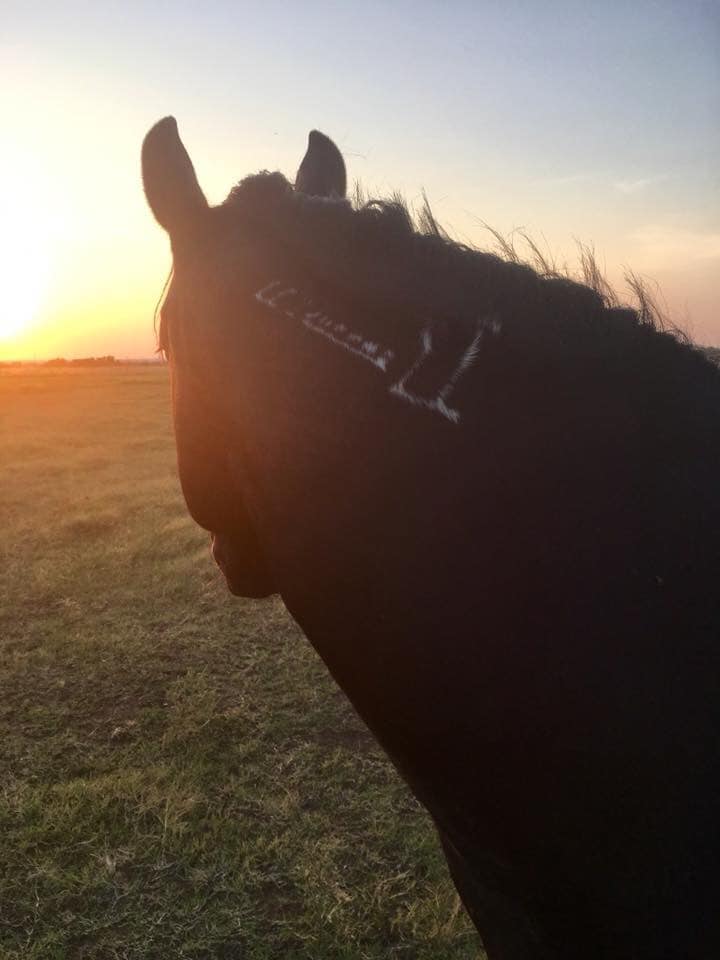 BLM mustang brand on black horse on sunset