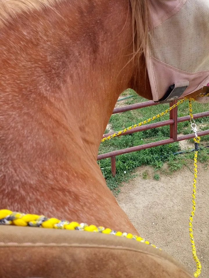 Salt well chestnut sabino horse in cage