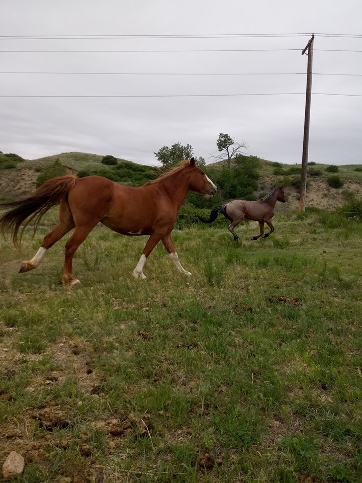 BLM Mustang Mare running in farmyard