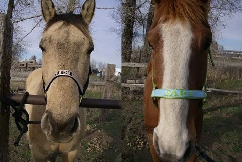 two horses with Personalized Embroidered Horse Halter