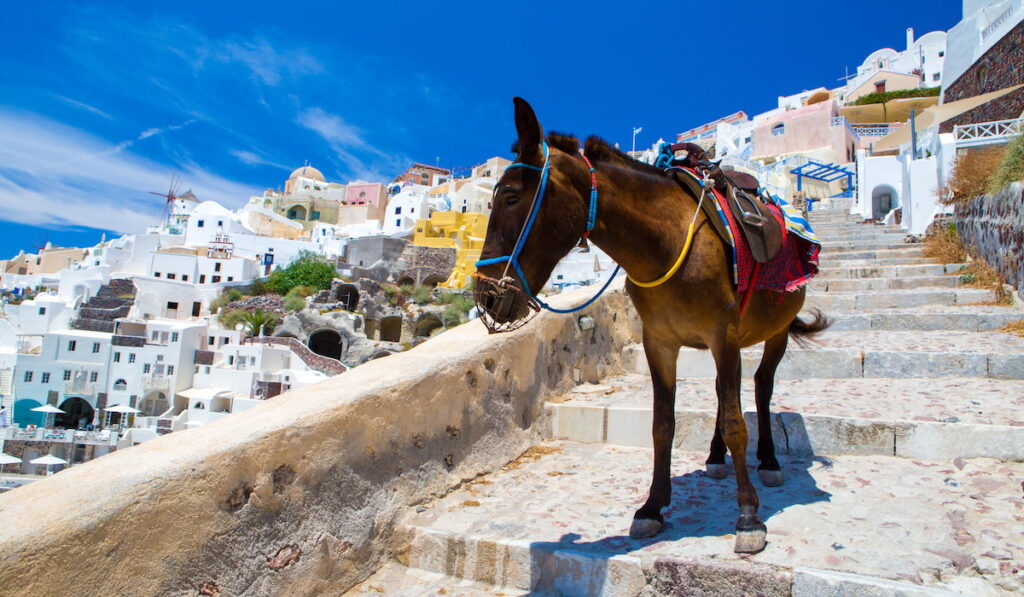 Donkey going down on wide stairs in Santorini