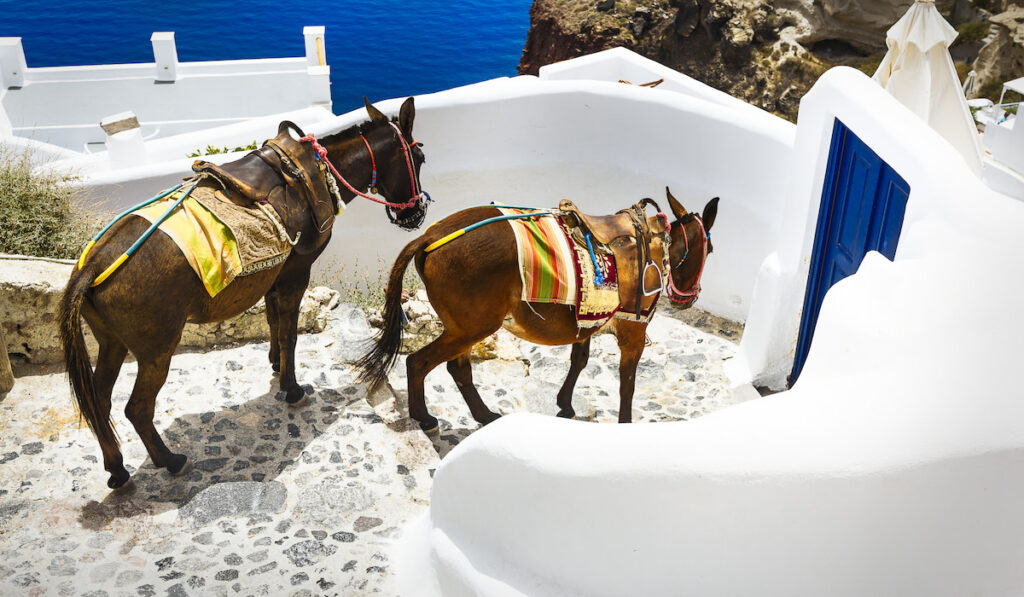 santorini donkeys going down the steps