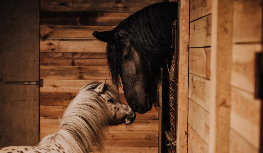 selective focus of beautiful horse and pony in standing stall at zoo