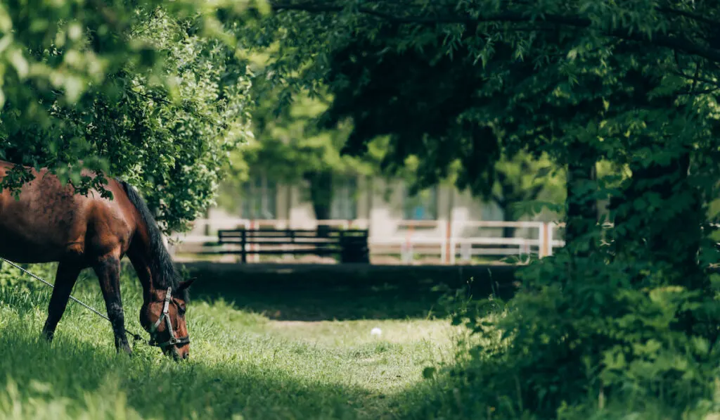 selective focus of domestic horse eating grass at countryside 