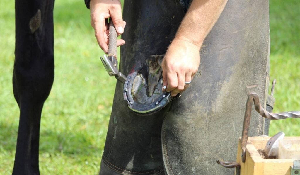 How Much do Farriers Make Helpful Horse Hints