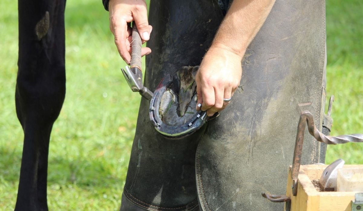 How Much do Farriers Make - Helpful Horse Hints