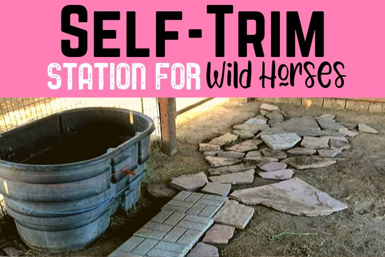 Wild Horse Hoof Care & Maintenance Helpful Horse Hints