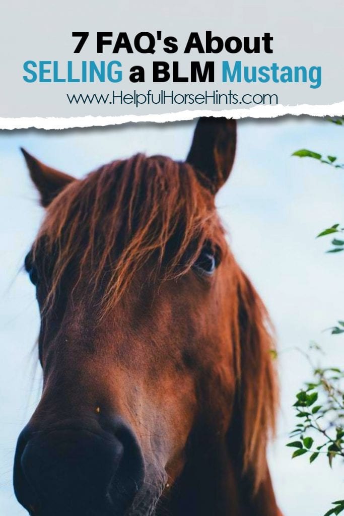 Pinterest pin - 7 FAQs About Selling a BLM Mustang