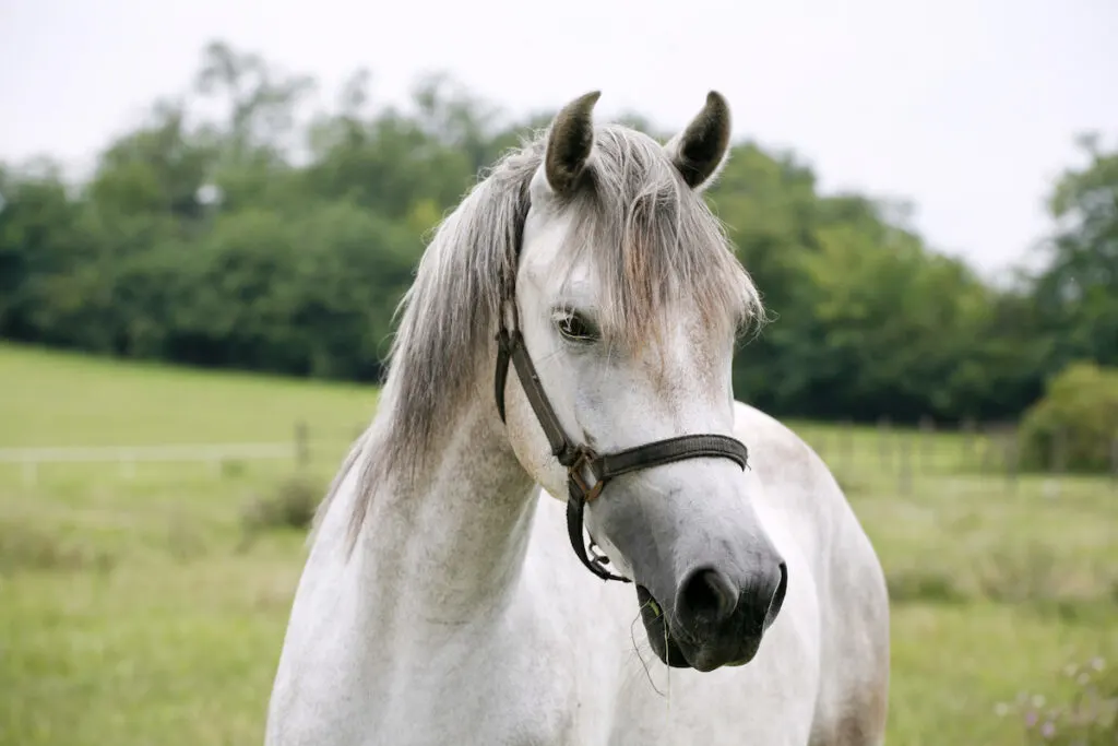shagya arabian white horse