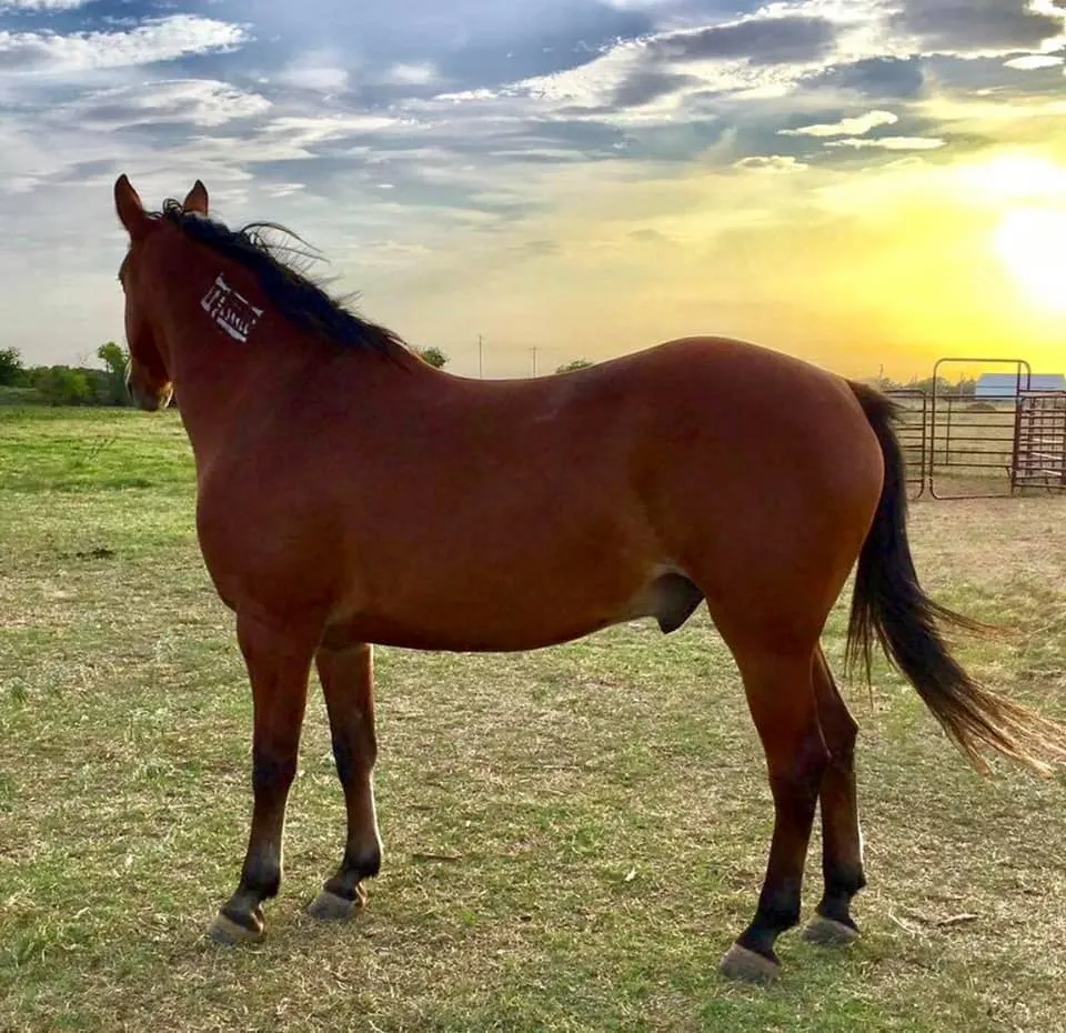 Brand on a brown horse on a farm