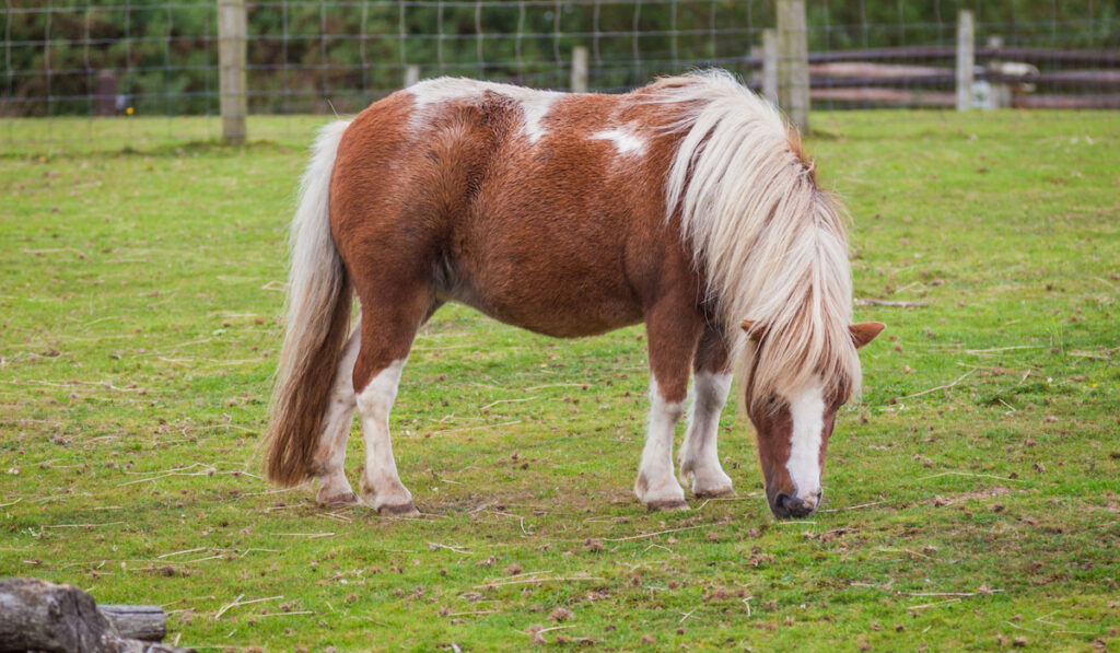 shetand pony grazing in paddock 