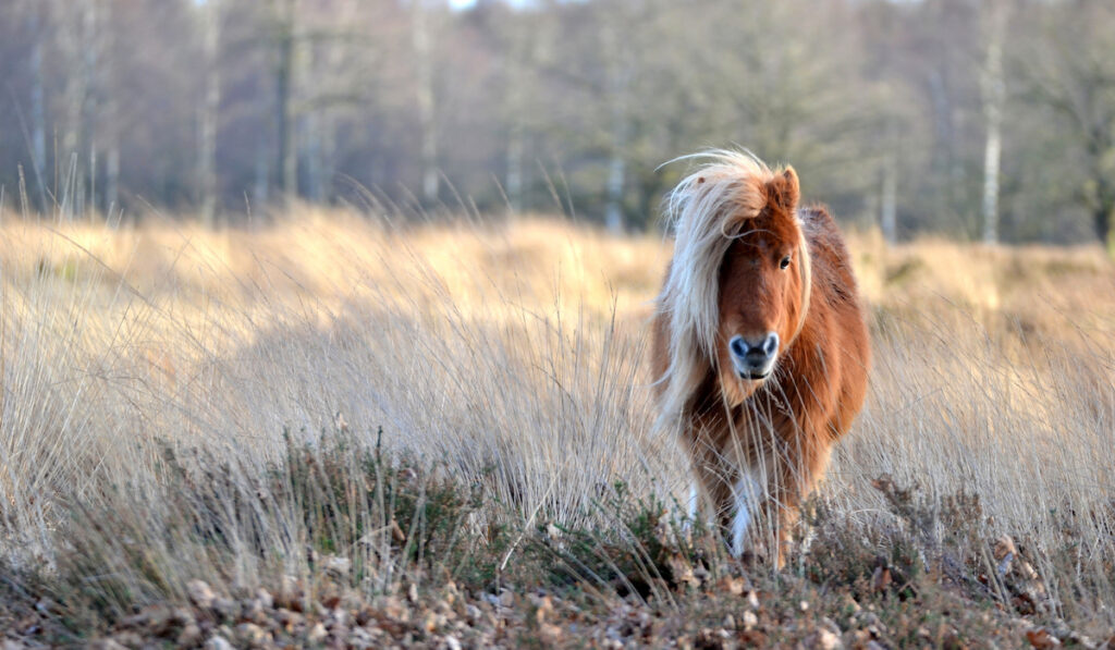 walking shetland pony around grass field