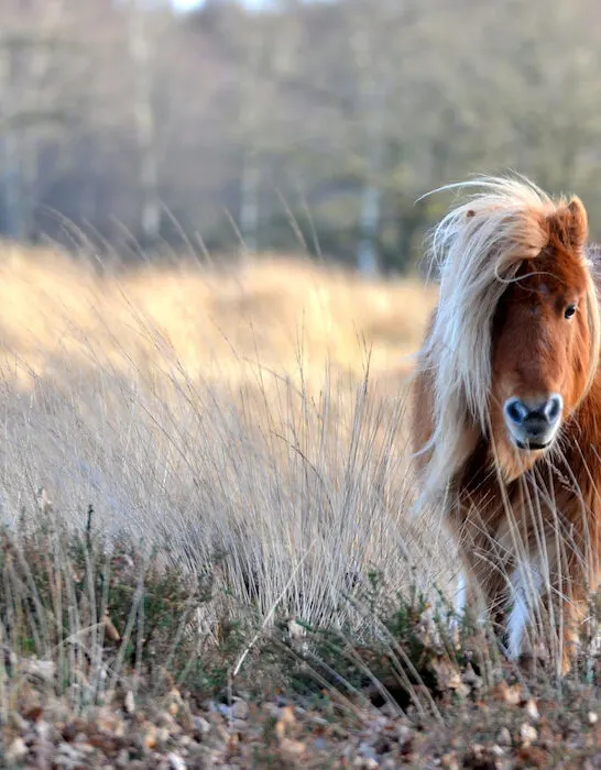 shetland pony front view
