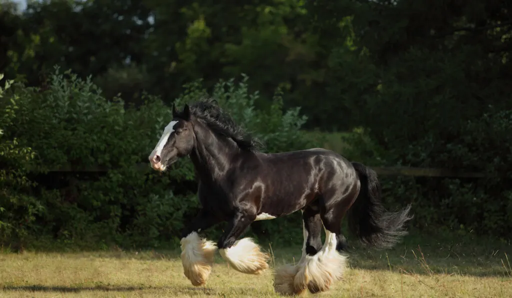 shire horse running