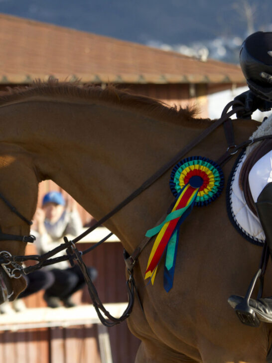 show horse and its rider won a prize
