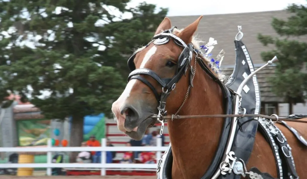 show horse in an event
