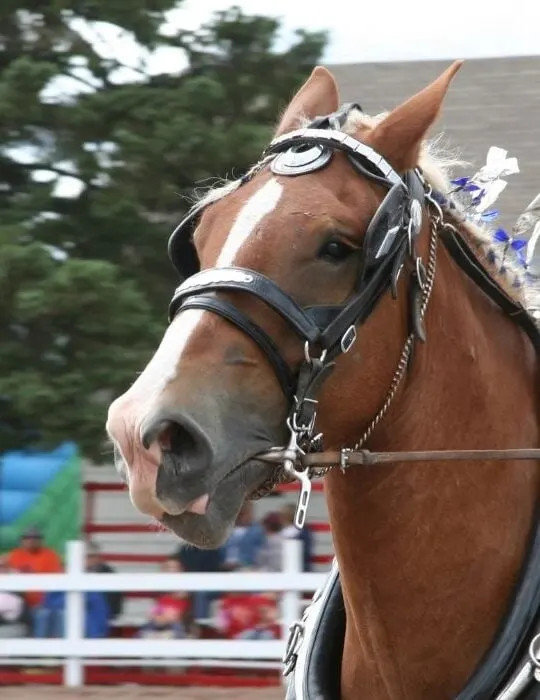 show horse in an event