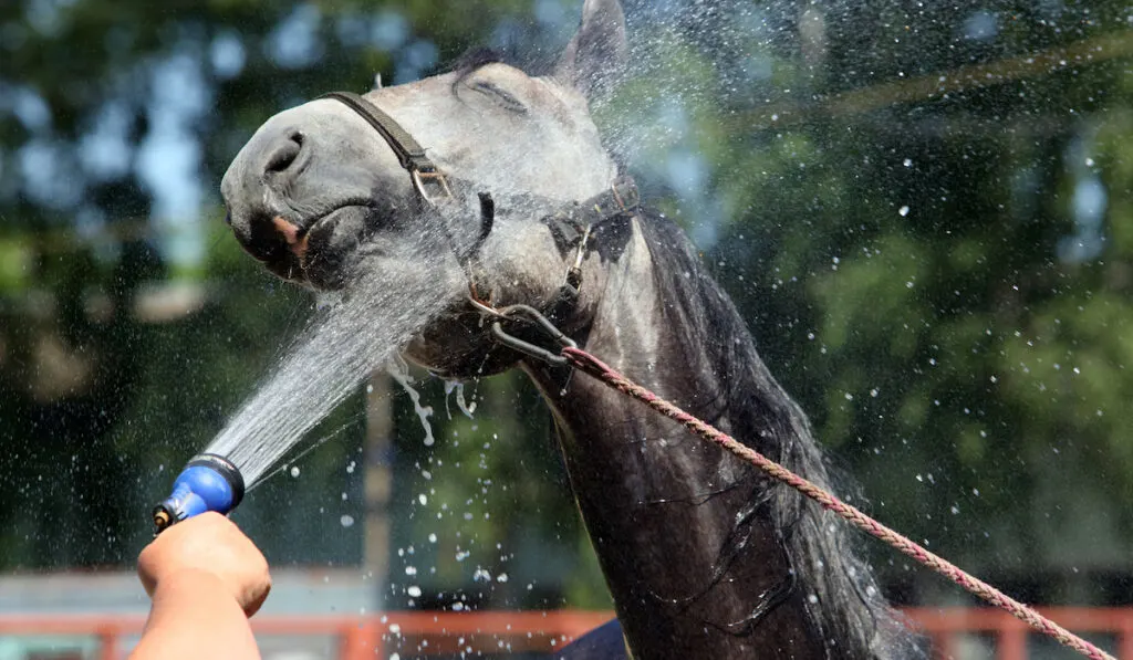 showering horse head