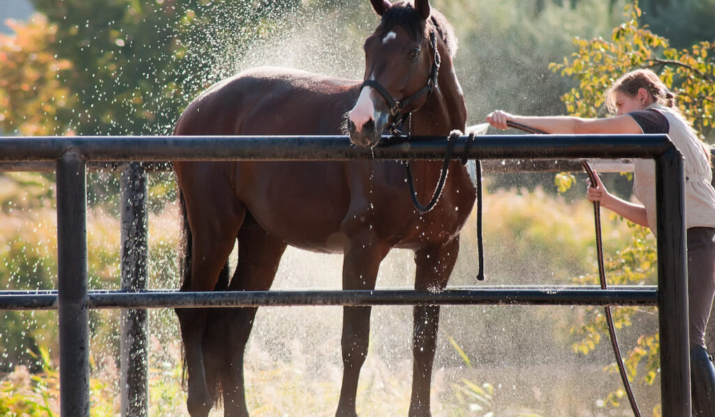 showering horse