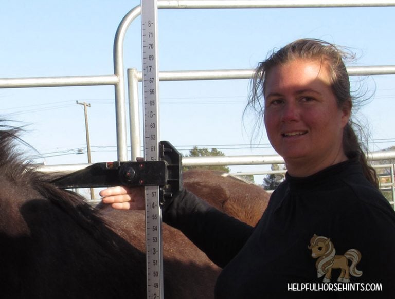 Measuring Horse Height in Hands with Chart Helpful Horse Hints