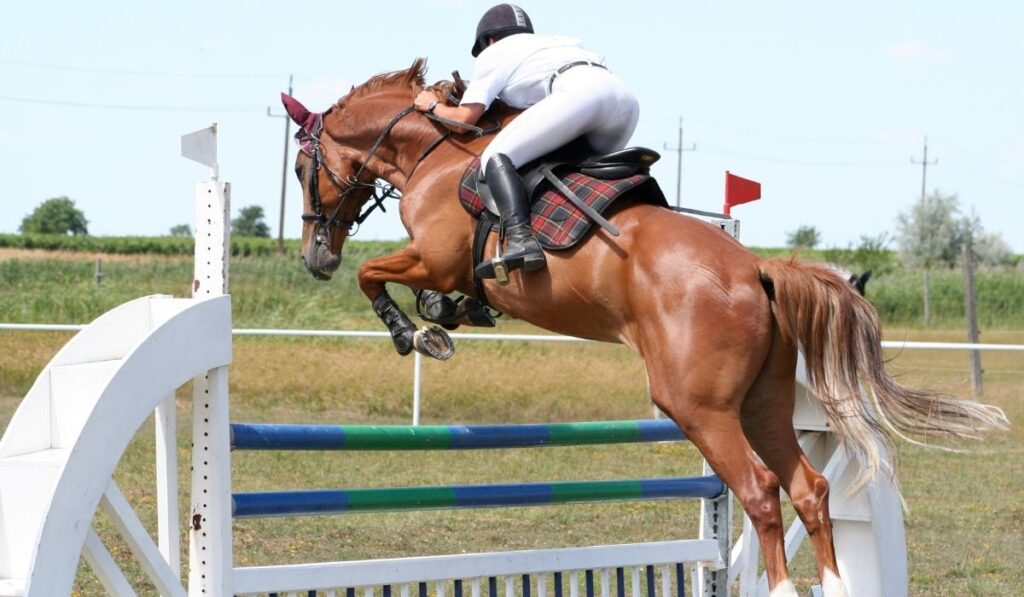 showjumping horse