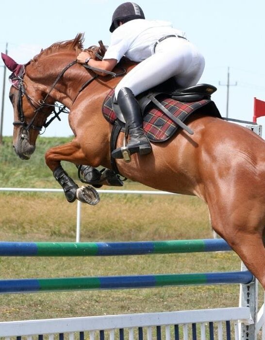 showjumping horse
