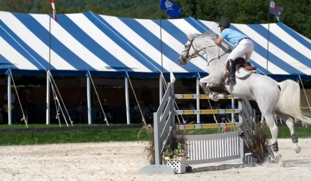 showjumping white horse