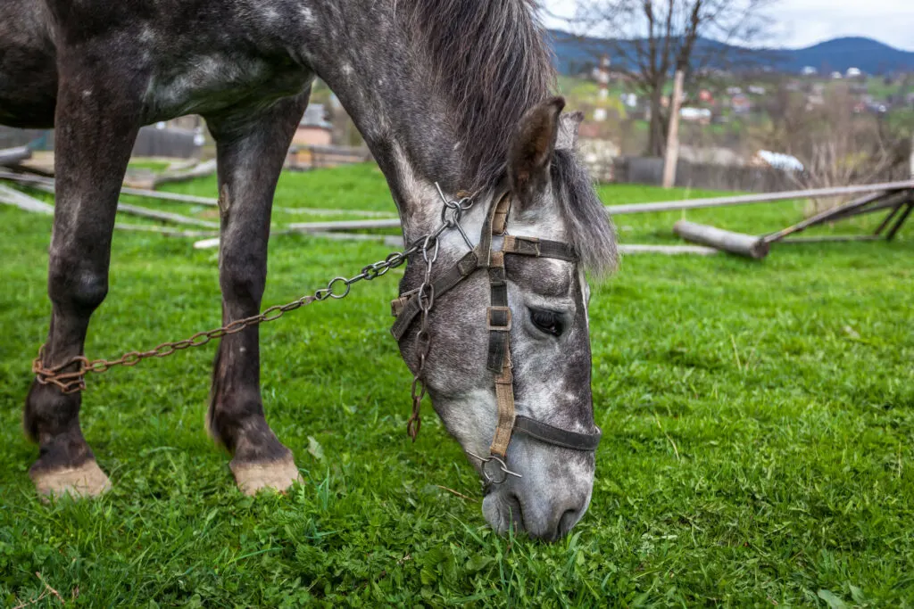 Horse in the countryside hobbled 
