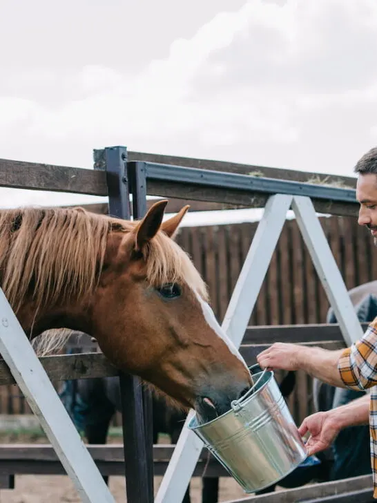 side view of farmer holding bucket and feeding horse in stable