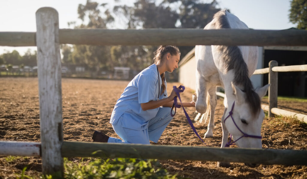 side view of female vet holding horse rope