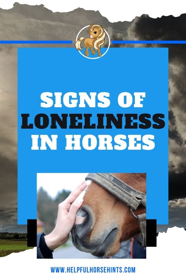 Signs of Loneliness in Horses Do Horses Get Lonely + How To Help