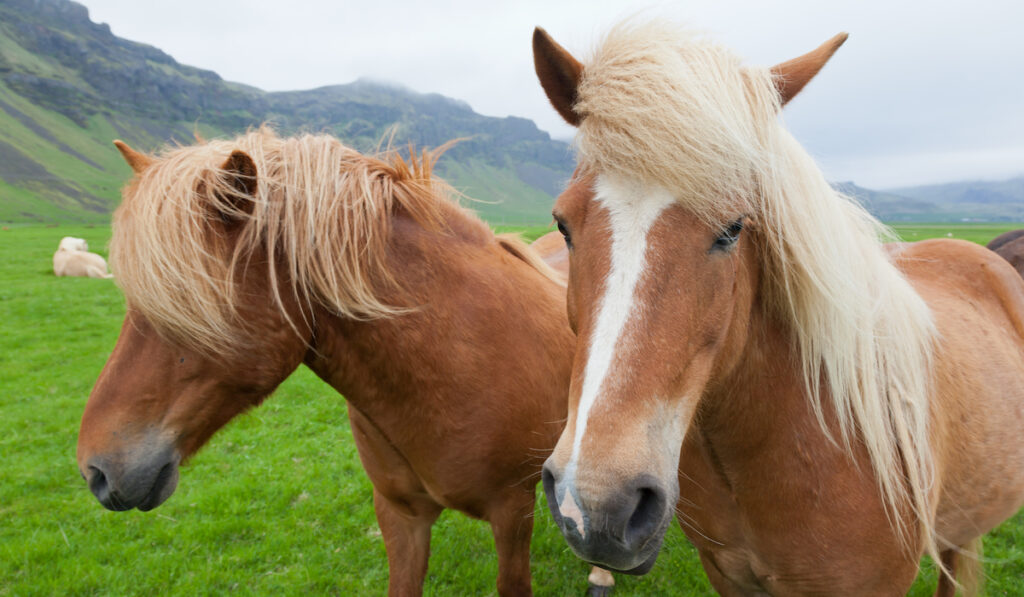 silky smooth horse hair