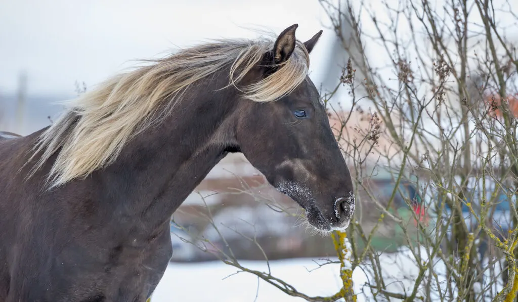 Portrait Rocky Mountain horse of silvery-black color