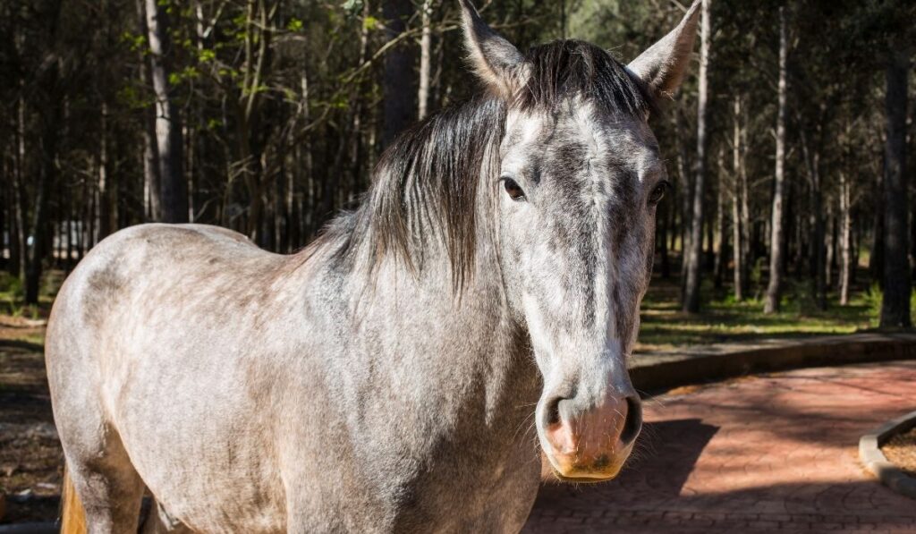 silver horse