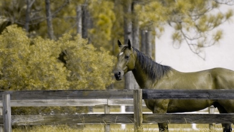 Simulated Red-Blind Dichromatic View of a Horse