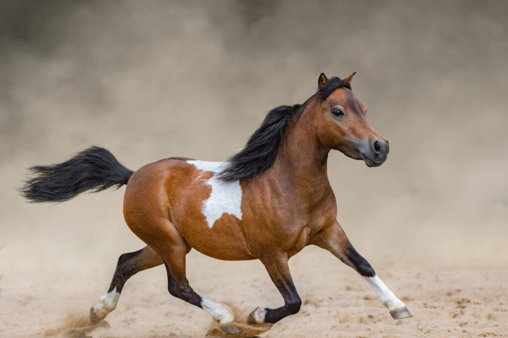 running skewbald mini horse