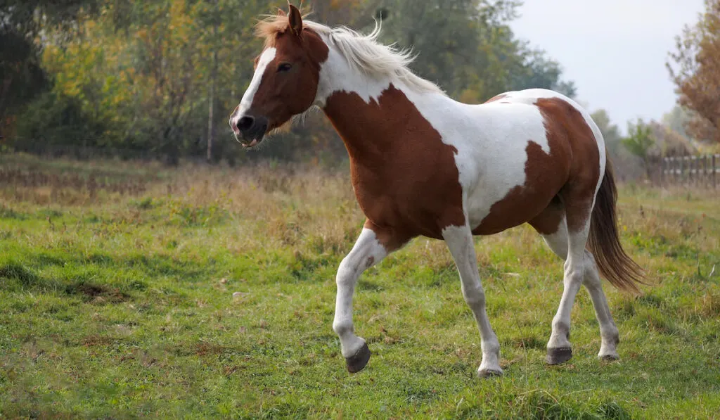 skewbald horse