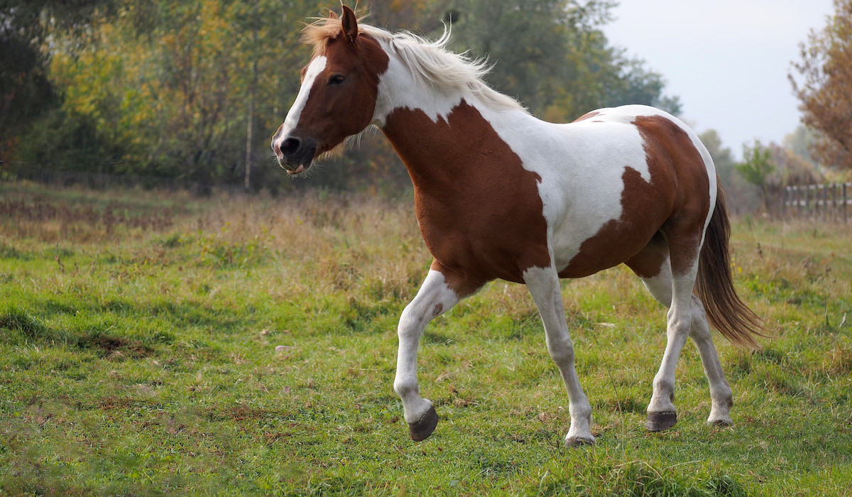 American Paint Horse Origin, Colors, Registration and Health Helpful