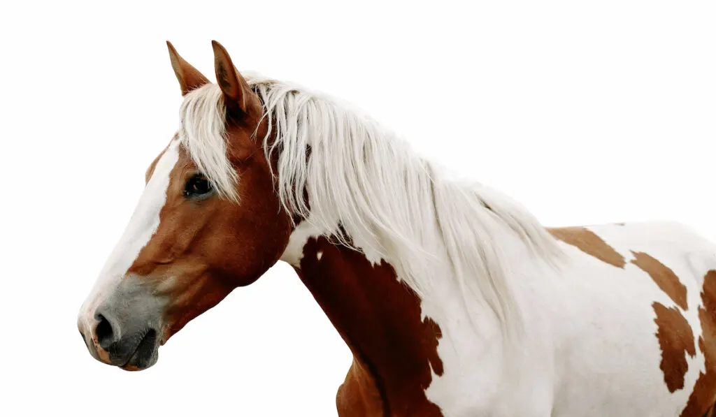 portrait of skewbald pinto on white background