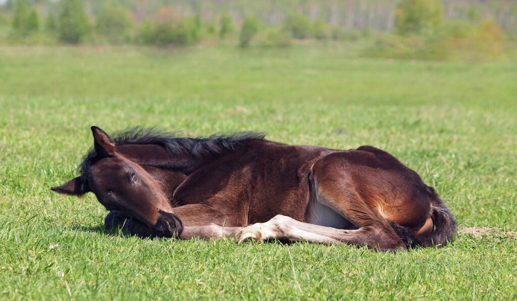 sleeping horse