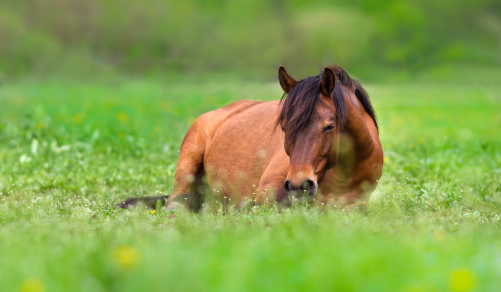 sleepy horse on green grass field