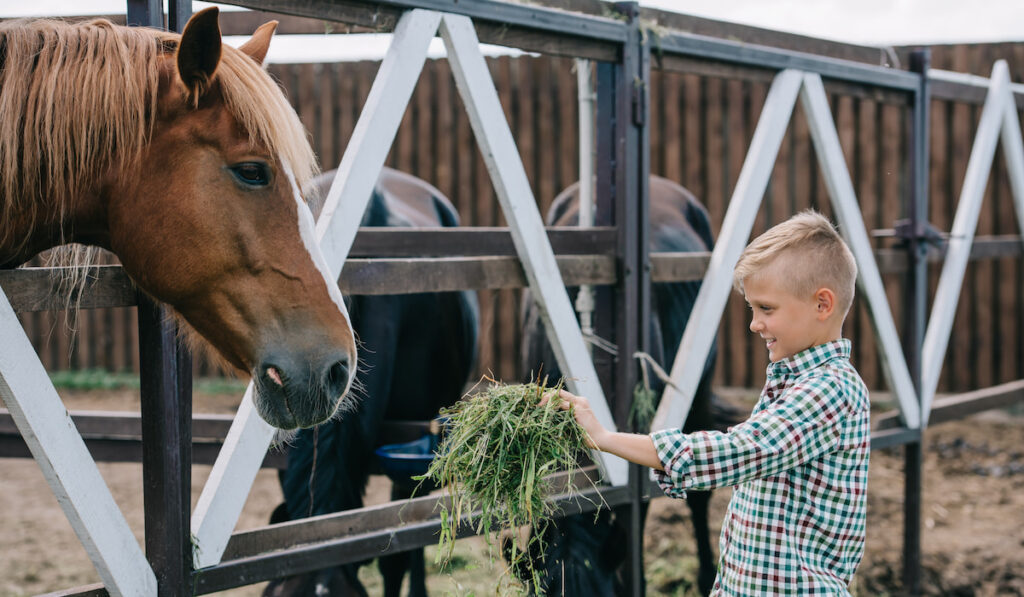 smiling boy holding grass and feeding horse in stall 