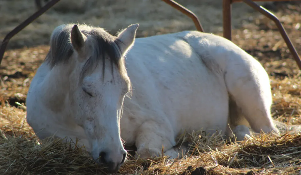 White snoozing horse