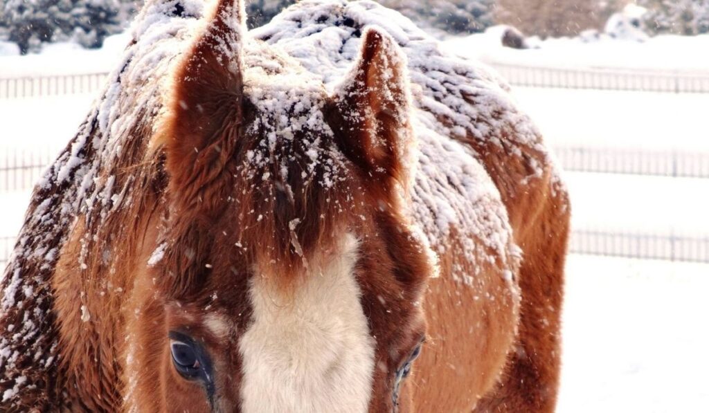 snow covered horse