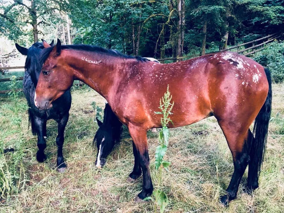 Black and brown BLM Mustang Mare in forest 