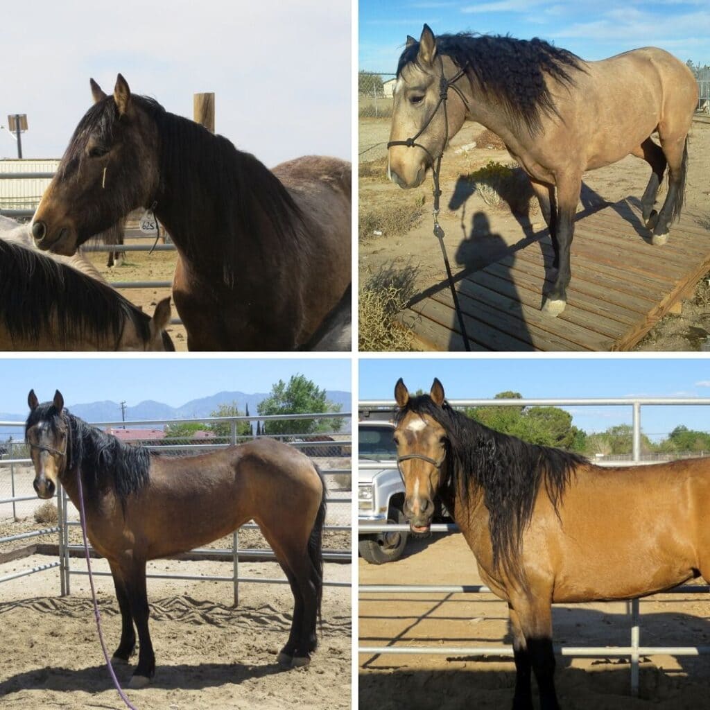 Four different angle of mustang mare