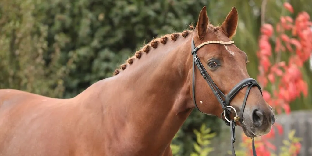sorrel dutch warmblood horse