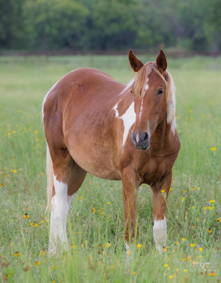 Tripp - BLM Mustang from Blawn in grass field