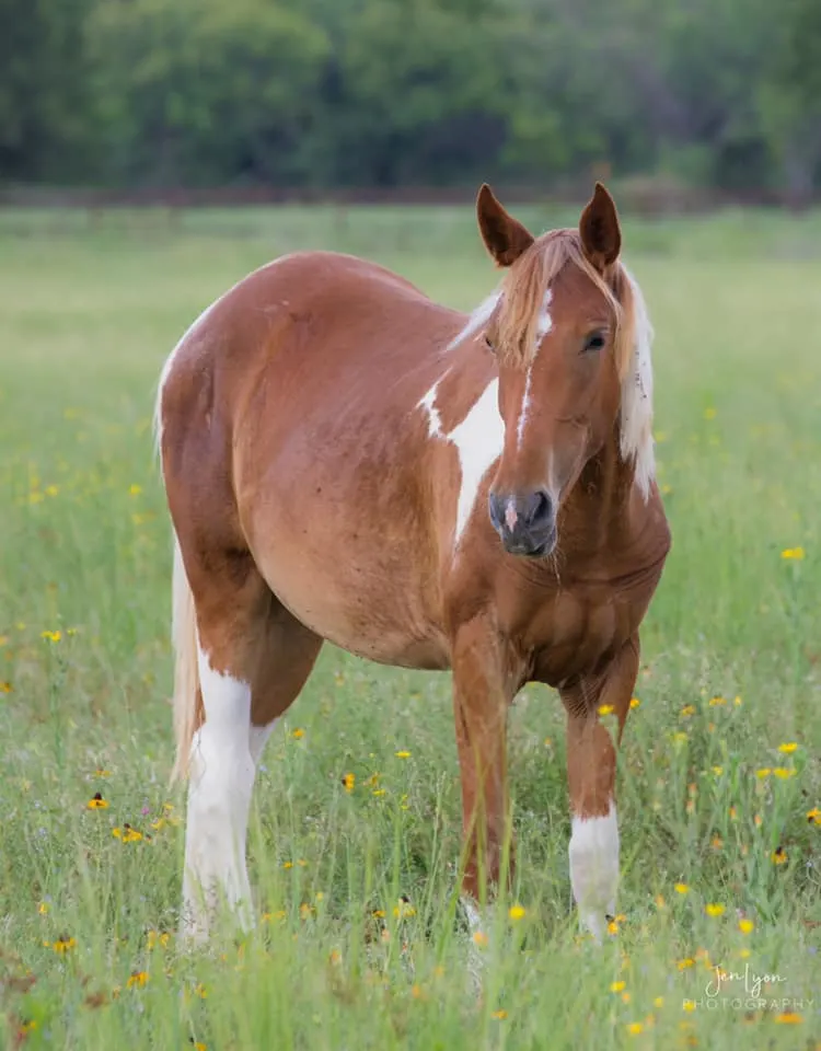 Tripp – BLM Mustang from Blawn Wash, UT – Sorrel Tobiano 