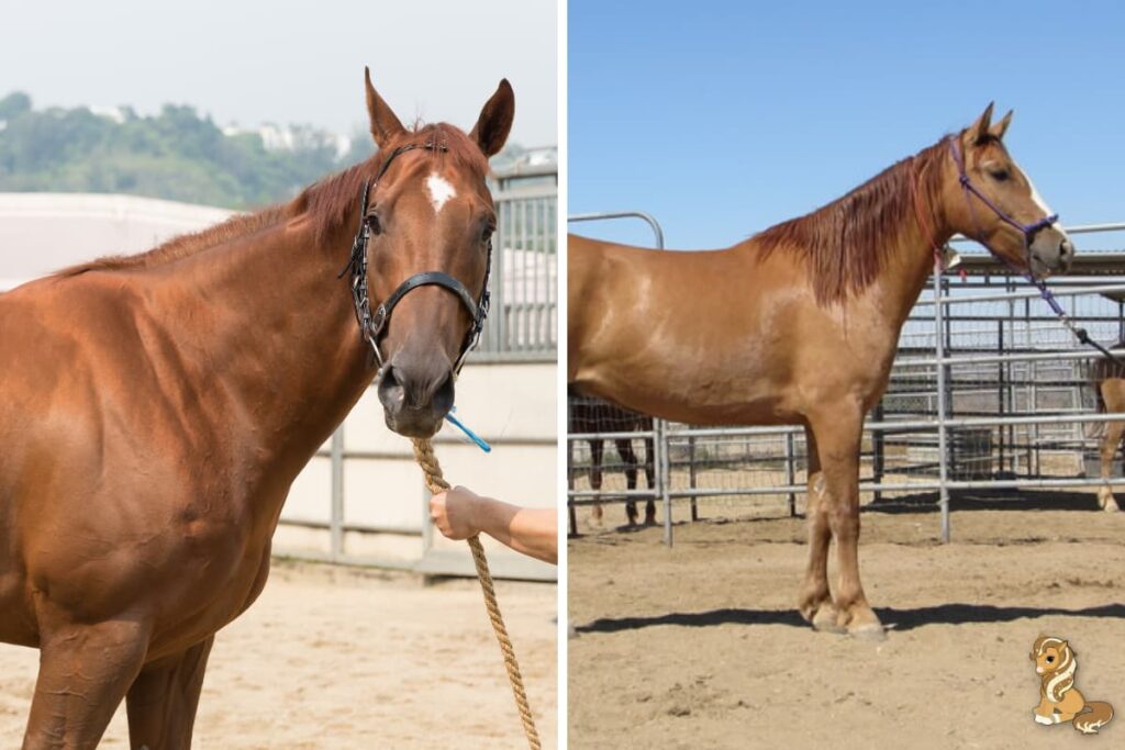 sorrel and red dun horse in a side by side collage